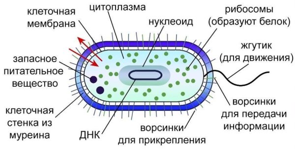 Схема строения бактериальной клетки микробиология