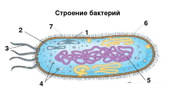 Строение бактериальной клетки 6 класс биология