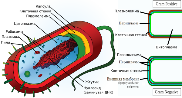 Схема строения бактериальной клетки рисунок