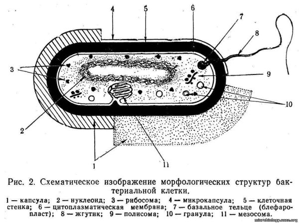 Схема строенияактериальной клетки
