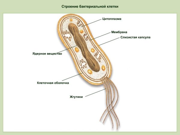 Схема строения бактериальной клетки