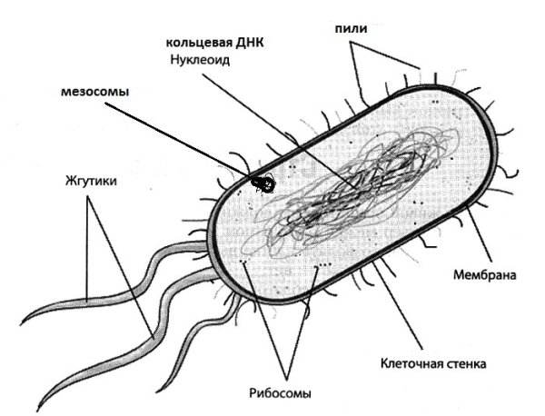 Строение бактериальной клетки прокариот
