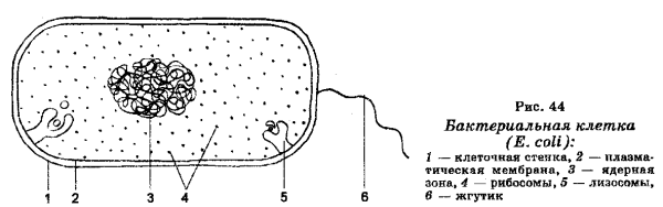 Схема строения бактериальной клетки без подписей