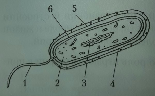 Строение бактериальной клетки без подписей