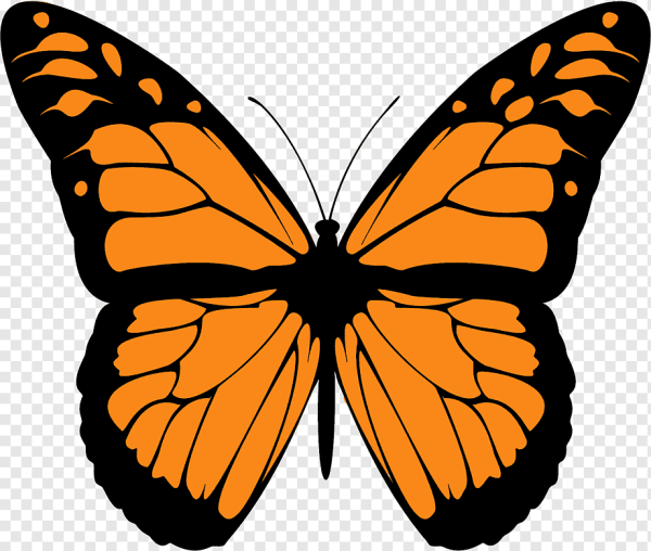 Монарх бабочка симметрия