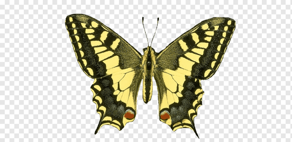 Бабочка симметрия