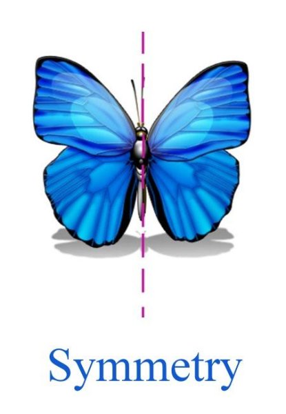 Осевая симметрия бабочка