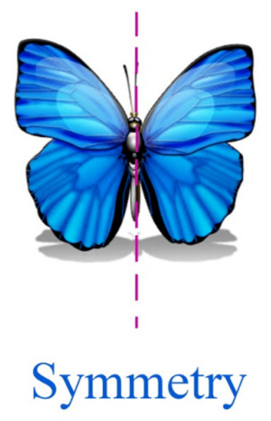 Бабочка симметрия