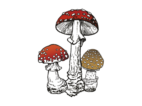 Мухомор пантерный