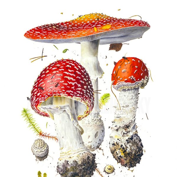 Аманита Мускария арт