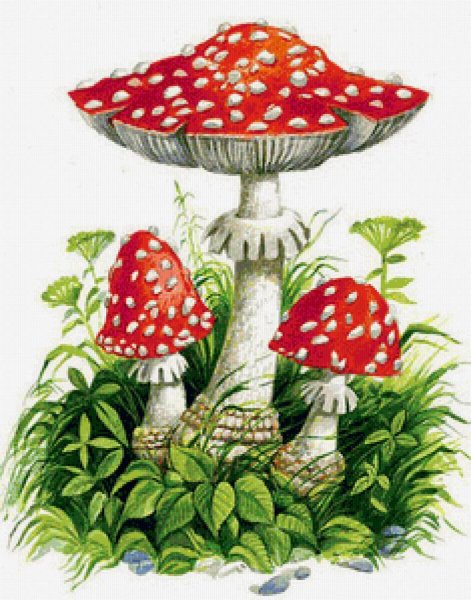 Мухомор для дошкольников