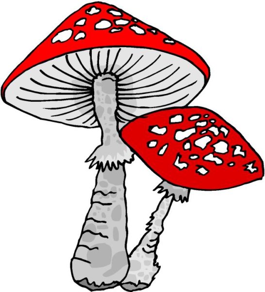 Мухомор для срисовки