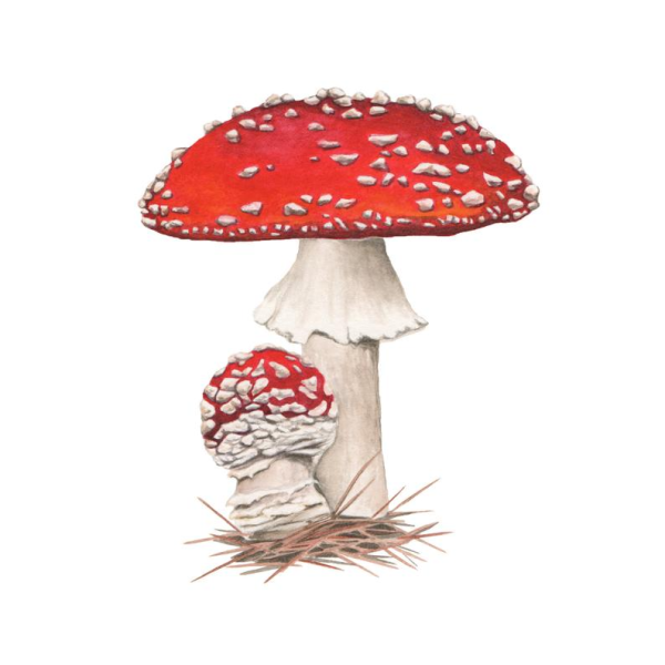 Мухомор арт