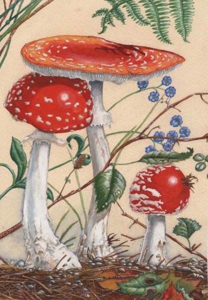 Красный мухомор Ботаническая иллюстрация