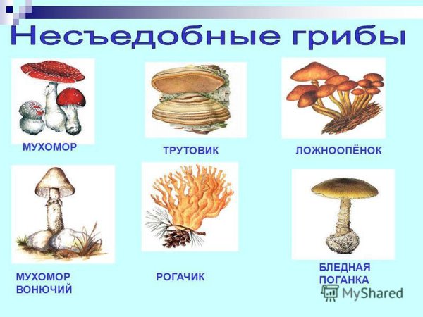 Рисунки несъедобных грибов с названиями