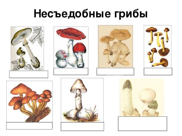 Съедобные и несъедобные грибы для детей