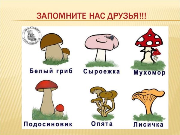 Несъедобные грибы названия 3 класс окружающий мир