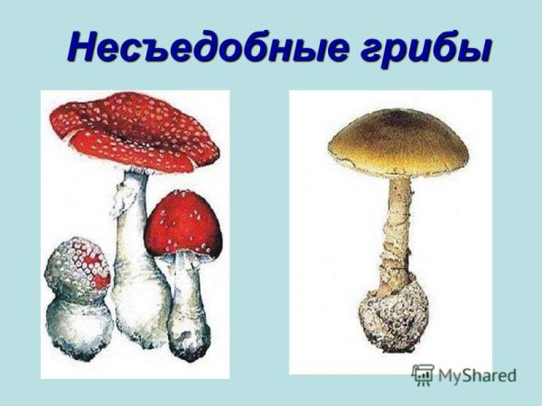 Ядовитые грибы для дошкольников