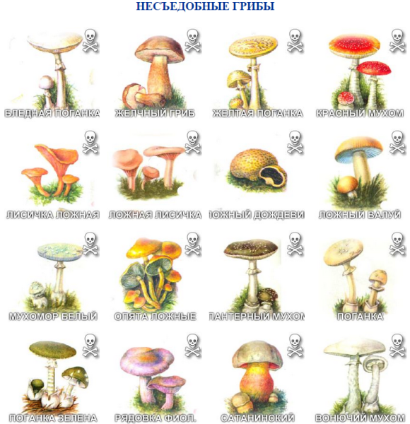Рисунки съедобных грибов и несъедобных грибов с названиями