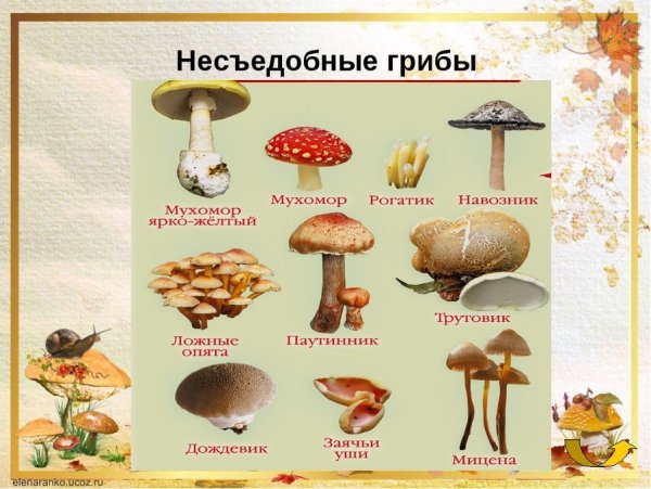 Несъедобные грибы названия 2 класс