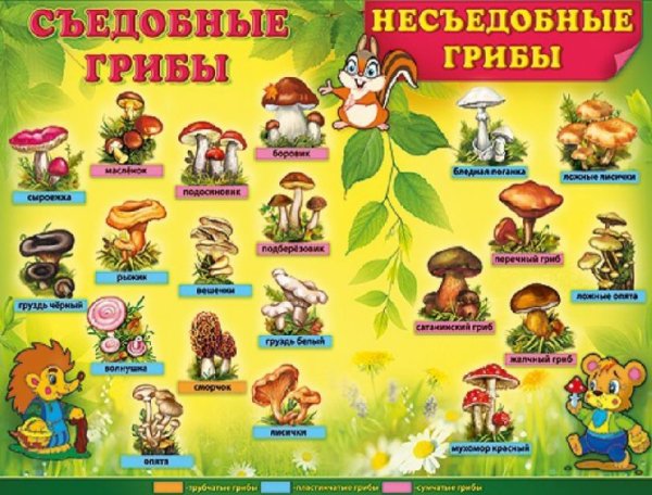 Плакат съедобные и несъедобные грибы для детей