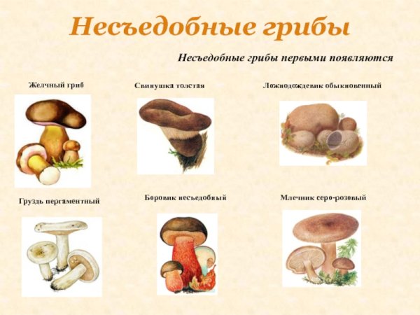 Несъедобные грибы проект