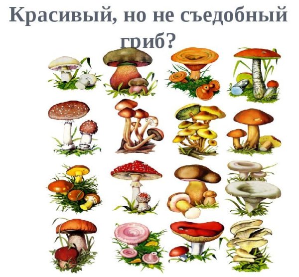 Таблица съедобных и несъедобных грибов
