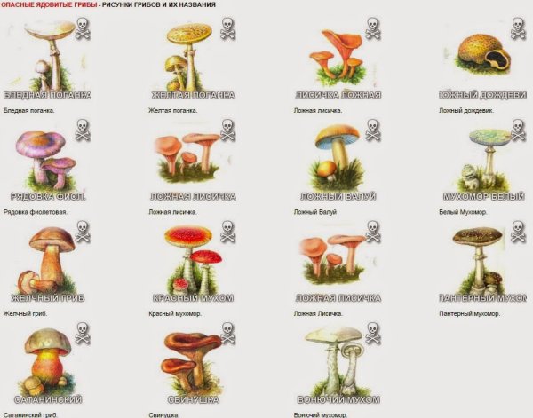 Рисунки грибов съедобных и несъедобных с названиями