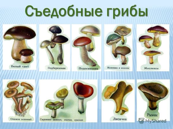 Съедобные и несъедобные грибы 1 класс окружающий мир