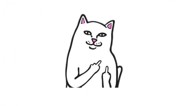 Шлёпа кот Мем на белом фоне