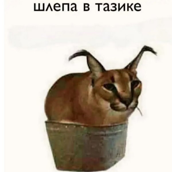 Шлепа в ведре