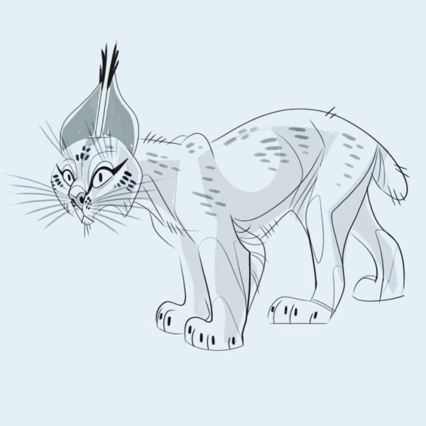 Лайны рысей