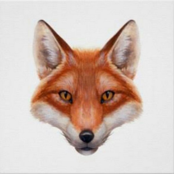 Голова лисы