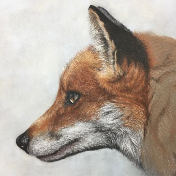 Лиса рисунок