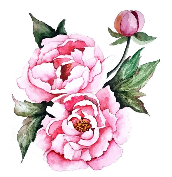 Пионы для рисования