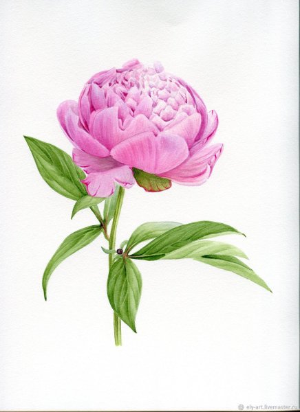 Пион молочноцветковый