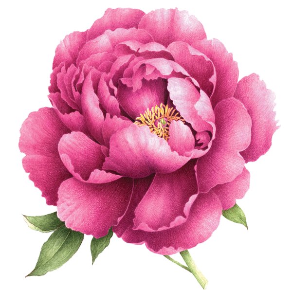 Пионы фрипик