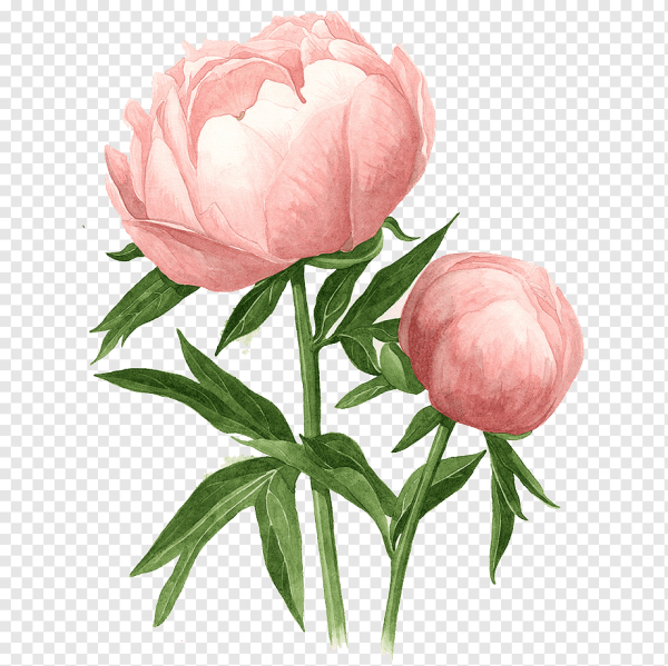 Abalone Pearl пион