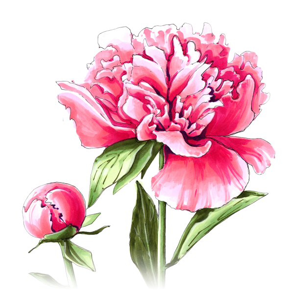 Пионы рисунок