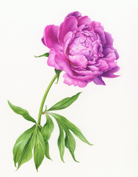 Художник Karen Kluglein