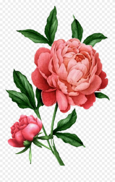 Botanical Peony Flowers