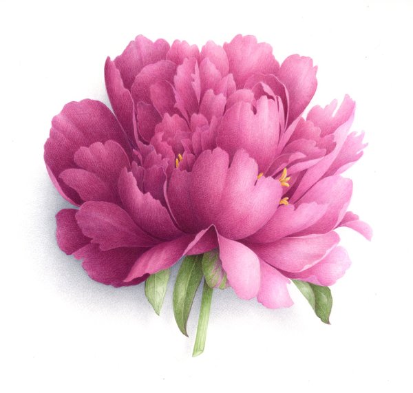 Пион Пиллоу