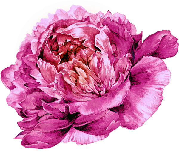 Пионы акварель