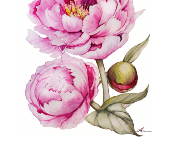Акварель Тюлькина пионы