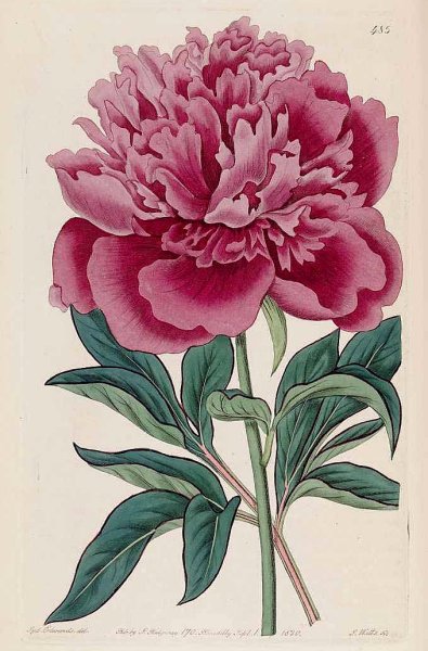 Сайденхэм Эдвардс пионы Ботаническая иллюстрация