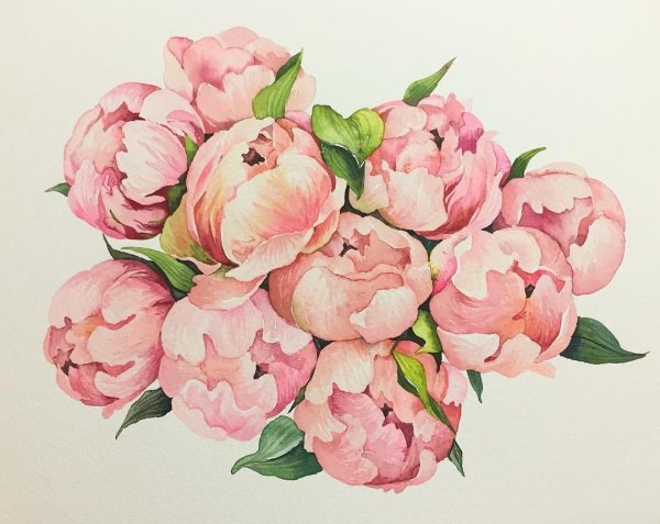 Розовый пион Ботаническая живопись