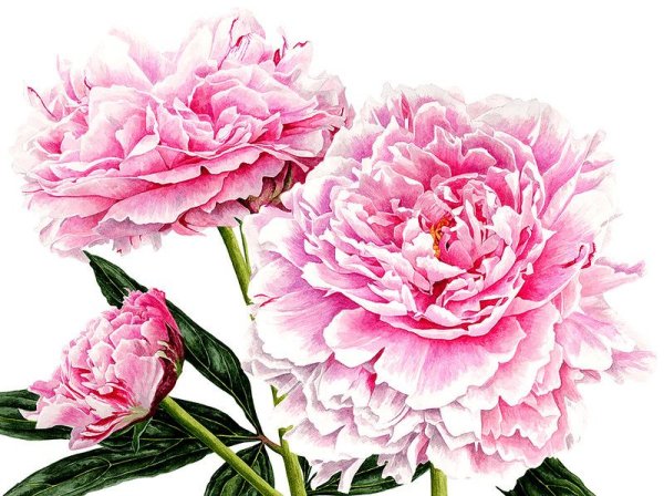 Художник-иллюстратор Анна Мэйсон (Anna Mason)