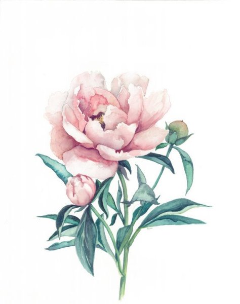 Пионы Watercolor