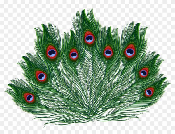 Хвост павлина на белом фоне