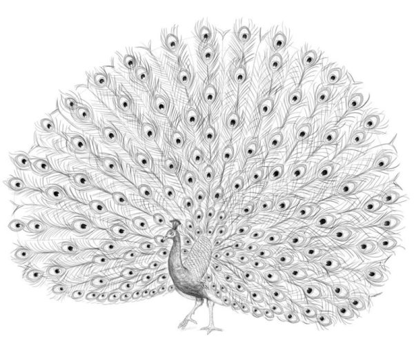 Рисунок павлина
